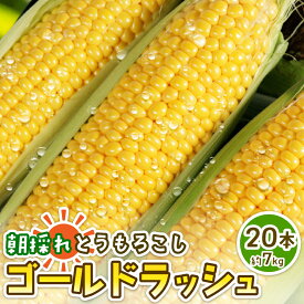 【ふるさと納税】 スイートコーン とうもろこし ゴールドラッシュ トウモロコシ 20本 約7kg 銚子産 コーン 野菜 夏野菜 国産 産地直送 先行予約 大容量 人気 季節限定 BBQ キャンプ 冷蔵 9000円 とうきび なんばん 千葉県 銚子市 勘兵衛【令和8年7月中旬~8月上旬発送予定】