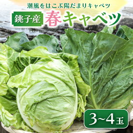 【ふるさと納税】 先行予約 春キャベツ 3〜4玉 数量限定 期間限定 旬の野菜 旬の味覚 春の風物詩 甘い キャベツ 生食 千切り サラダ 焼きそば 炒め物 贈答 プレゼント 贈り物 ギフト 贈答 グルメ 発送時期 2026年4月〜(なくなり次第終了) 送料無料 千葉県 銚子市 小野商店