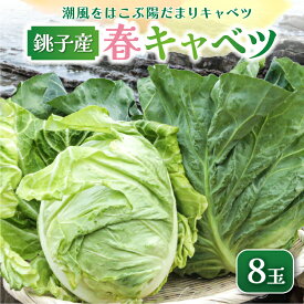 【ふるさと納税】 先行予約 春キャベツ 8玉 数量限定 期間限定 旬の野菜 旬の味覚 春の風物詩 甘い キャベツ 生食 千切り サラダ 焼きそば 炒め物 贈答 プレゼント 贈り物 ギフト 贈答 グルメ 発送時期 2027年4月〜(なくなり次第終了) 送料無料 千葉県 銚子市 小野商店