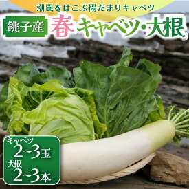 【ふるさと納税】 先行予約 春キャベツ 2〜3玉 大根 2〜3本 セット 数量限定 期間限定 大容量 旬の野菜 旬の味覚 春の風物詩 甘い キャベツ 贈答 プレゼント 贈り物 ギフト グルメ 発送時期 2027年4月〜(なくなり次第終了) ふるさと納税 送料無料 千葉県 銚子市 小野商店