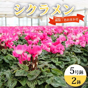 yӂ邳Ɣ[Łz VN 5 Iׂ Y ǂI F  C   A ~̉  蕨 NX}X v[g  a flower 5  ӂ邳Ɣ[ŉ 