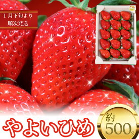 【ふるさと納税】 いちご やよいひめ 約450g～500g 12～15粒 贈答 におすすめ 苺 大粒 甘い 美味 食べ頃 お取り寄せ 通販 産地直送 農家直送 ご褒美 人気 リピーター続出 ビタミン 予約販売 先行予約 【配送時期1月下旬～4月下旬頃】 ふるさと納税 千葉県銚子市 飯森苺農園