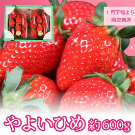 【ふるさと納税】 いちご やよいひめ 2パック 約600g 苺 イチゴ 大粒 甘い 美味しい 食べ頃 旬 家庭用 贈答 おすすめ 人気 リピーター続出 予約販売 先行予約 【配送時期1月下旬～4月下旬頃】 10000 10,000 10000円 ふるさと納税 ふるさと納税果物 千葉県銚子市 飯森苺農園