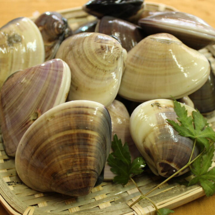 楽天市場 ふるさと納税 九十九里産はまぐり 特大1kg およそ7 10粒 沖縄県 北海道 九州 離島への発送不可 千葉県銚子市