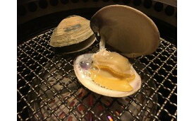 楽天市場 ホンビノス貝 食品 の通販