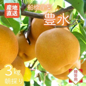 yӂ邳Ɣ[Łz K L Â V V D̂Ȃ s\ Iׂƒp p 3kg 5kg { ʕ t[ctY DsY 2025NY  t Ds  GR