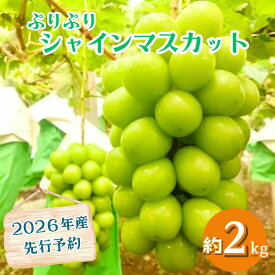 【ふるさと納税】ぷりぷり シャインマスカット 2kg 3～5房 2026年産 先行予約 生産者直送 千葉県 船橋市