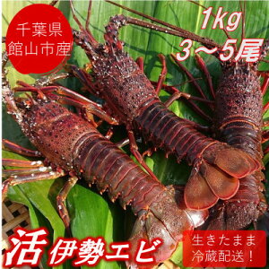 yӂ邳Ɣ[Łzys\zyjzt!tَRY VRwxɐCV@1kg(3`5)yzsnFEkCEꌧEkEElEBzy1532962z