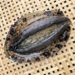 yӂ邳Ɣ[Łzys\zyjzt!VRAr500`600g(1`2)yzsnFEkCEꌧEElEBzy1693531z