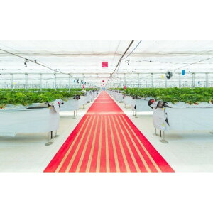 �y�ӂ邳�Ɣ[�ŁzJAL Agriport�@���������y�A���ꌔ �̌��`�P�b�g �`�P�b�g �@���͂��F2026�N2�����{�`2026�N5��10��