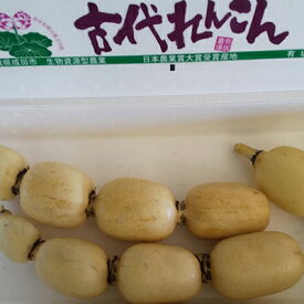 【ふるさと納税】こだわりの “古代れんこん” 2kg 野菜 根菜 レンコン 2kg 　お届け：2025年11月中旬～2026年2月下旬