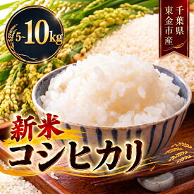 【ふるさと納税】 新米 こしひかり 5kg ~ 10kg 米 お米 こめ コメ コシヒカリ 8年度産 千葉県産 kome okome 精米 白米 ご飯 ごはん 国産 炊飯 ※ ブランド米 甘い ツヤ ギフト 贈答 甘み 粘り 香り kosihikari 農家直送 数量限定 産地直送 前嶋商店 千葉県 東金