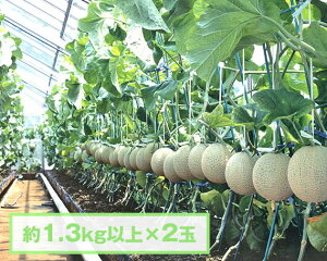 yӂ邳Ɣ[ŁzNo.070 y1.3kgȏ×2ʁztANAi}XNj ^ ʕ t[c   t