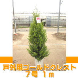【ふるさと納税】ゴールドクレスト(戸外用) 7号鉢　高さ:約1メートル 【クリスマスツリー シンボルツリー】【1477690】