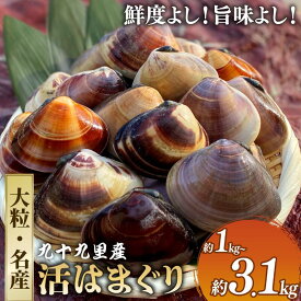 【ふるさと納税】 【TV番組で全国1位！】 大粒活はまぐり 活はまぐり 約 1 / 1.5 / 2 / 3.1kg 九十九里産 国産 貝 大はまぐり 砂抜き 魚 水産 海鮮 贈答 ギフト プレゼント ふるさと納税はまぐり ハマグリ 九十九里 送料無料 旭 飯岡ヤマイチ水産-大納屋- 千葉 千葉県 旭市