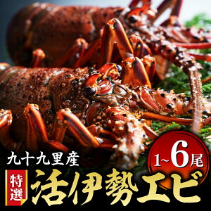 yӂ邳Ɣ[Łz I  ɐCV Iׂ 2 ( 500`550g ) / 3 ( 1kg ) / 1 (y400` 500gz) / 6 ( 2kg ) ɐGr ɐ CV CZGr Gr ① hg Y VR }Ⓚ uԗⓀ s 