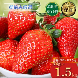 【ふるさと納税】 【2026年2月より発送開始】 品種おまかせ いちご 選べる 500g〜1500g 苺 とちおとめ やよいひめ おいCベリー かおり野 スターナイト 果物 くだもの フルーツ 果実 先行予約 おまかせ 品種 ジャム いちごジャム スイーツ ケーキ 千葉県 旭市 滑川いちご園