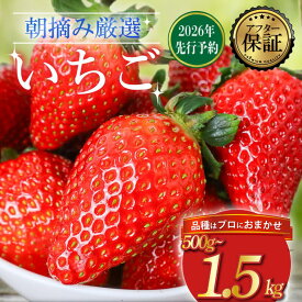 【ふるさと納税】 【2026年2月より発送開始】 品種おまかせ いちご 選べる 500g～1500g 苺 とちおとめ やよいひめ おいCベリー かおり野 スターナイト 果物 くだもの フルーツ 果実 先行予約 おまかせ 品種 ジャム いちごジャム スイーツ ケーキ 千葉県 旭市 滑川いちご園