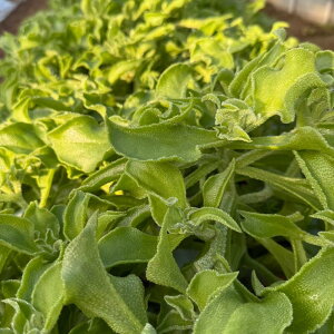 yӂ邳Ɣ[Łz ys\zACXvg  960g Ԍ ʌ T_ t` ₳  t s ɓSUN FARM