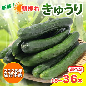 【ふるさと納税】 【 2026年 先行予約 】 新鮮 朝採れきゅうり 選べる 18本入り / 36本入り きゅうり 胡瓜 野菜 夏野菜 サラダ 冷麺 漬物 漬け物 ぬか漬け 酢の物 1本漬け 浅漬け 冷やしきゅうり キムチ きゅうりちくわ ちくわきゅうり 産地直送 新鮮 千葉県 旭市