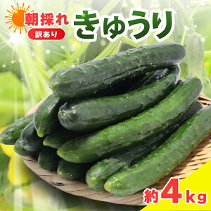 yӂ邳Ɣ[Łz 󂠂 イ 4kg イ ӉZ  Ė T_  Е Ђ ʂЂ |̕ 1{Ђ Ђ ₵イ L` イ肿 킫イ Yn