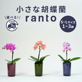 【ふるさと納税】 飾るだけ 胡蝶蘭 1本立ち 2本立ち 鉢付き 選べる 個数 回数 1～3鉢 ranto S～Lサイズ 小さい ミディー胡蝶蘭 定期便 3回 花 お花 植物 観賞用 インテリア コンパクト 贈答用 記念日 ギフト プレゼント お祝い 誕生日 生花 贈り物 千葉県 旭市 椎名洋ラン園