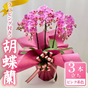 yӂ邳Ɣ[Łz Ӓ ~fB[Ӓ sNn 6 3{ bsOt 񂹐A  flower A RpNg i ƒp ӏ CeA  LO Mtg v[g a җ 