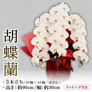 yӂ邳Ɣ[Łz Ӓ 3{ bsOt Jԗ30ֈȏ   flower m RpNg A Jԗ   Ӓ   F  ƒp  LO Mtg v[g a 