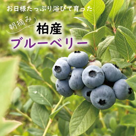 【ふるさと納税】おすすめ ブルーベリー 朝摘み フルーツ 美味しい 冷蔵 果物 小分け ラビットアイ