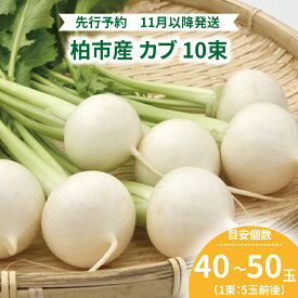 【ふるさと納税】 かぶ カブ 10束 野菜 旬 国産 産地直送 千葉県産 柏市産 おいしい 新鮮 蕪 シチュー 煮物 スープ サラダ おすすめ 大量 季節限定