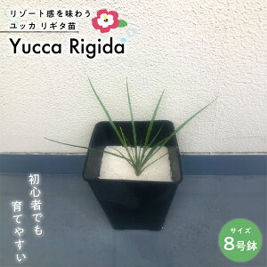 yӂ邳Ɣ[Łz ϗtA A CeA K[fjO bJ M^c 8 1 At A  O ItBX rO ][g nC   ȒP  v[g 