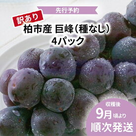【ふるさと納税】【オンライン決済限定】柏市産 訳あり 巨峰 4パック 〈先行予約 2026年9月順次発送〉 葡萄 種なし セット フルーツ 果物 旬 国産 産地直送 千葉県産 おすすめ デザート 【配達不可：沖縄、離島】　お届け：2026年10月1日～10月31日まで