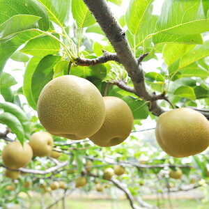 �y�ӂ邳�Ɣ[�Łz�󂠂藜�@�₿��100�N�̗�1���@�y1007601�z