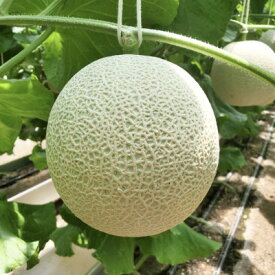 【ふるさと納税】令和7年分きむら農園の特級マスクメロン1玉【化粧箱入り】【1494647】