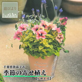 【ふるさと納税】季節の寄せ植え Sサイズ《30日以内に出荷予定(土日祝除く)》【配送不可地域あり】(本州以外)