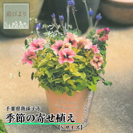 【ふるさと納税】花 寄せ植え 季節の寄せ植え Sサイズ