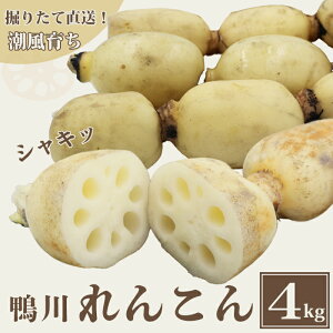 yӂ邳Ɣ[Łzy@肽Ē!zʍ͔|E炿w񂱂x4kg@[0014-0022]@@ER
