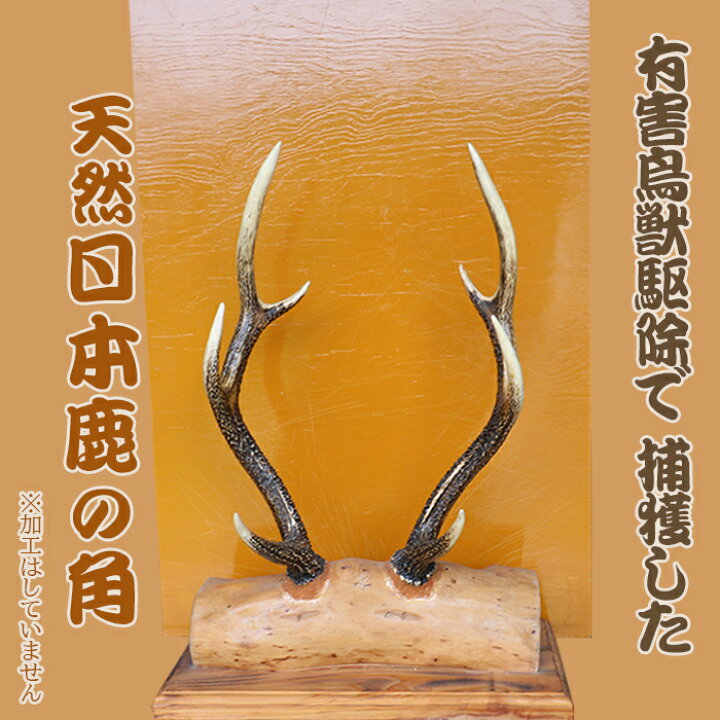 日本鹿の角 喜ん