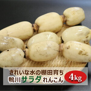 yӂ邳Ɣ[ŁzVLƊÂwT_񂱂x 4kg [0014-0028]