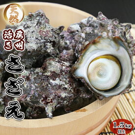 【ふるさと納税】【漁協直送！】房州黒潮育ち『天然 活サザエ』1.5kg以上（8～12個）　《期間限定》《数量限定》《配送日指定OK》《配送指定 令和8年5月末日まで》さざえ 栄螺 刺身 活魚 [ウオポート][0017-0028] [0017-0028]