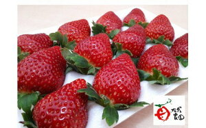 yӂ邳Ɣ[Łz ||_ {̃ZNg _ ̂ n  ^  800g | ||_ t NÎs