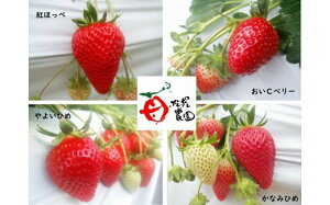 yӂ邳Ɣ[Łzn  {̃ZNg ̂ 800g i 400g × 2P[X jy2026N1 Jnz yʌz  ||_ NÎs ݂ t