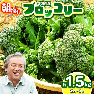 yӂ邳Ɣ[Łzy_iw엿jF͔|Ԓsgpz ubR[ 1.5kg i5`6{j | ؃AEt@[ ubR[ ɂ_@ Y VN lߍ킹 Yn h{Ղ 