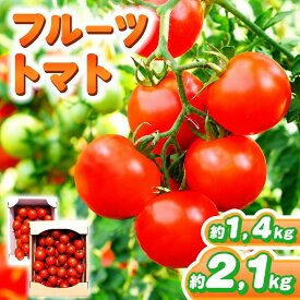 【ふるさと納税】【 選べる 容量 】フルーツトマト 約1.4kg or 約2.1kg | 野菜 トマト フルーツトマト 中玉トマト 大容量 有機肥料 とまと 地下水 鈴木農園 鈴木メロン園 千葉 君津 きみつ