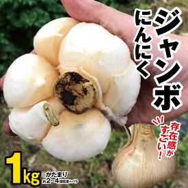 【ふるさと納税】【 先行予約 】ジャンボにんにく約1kg にんにく農園 君津 | ニンニク 乾燥にんにく 1キロ 大容量 野菜 ほくほく ぷっくり ユニーク野菜 ホイル焼き アヒージョ バーベキュー 食感がたまらない イチオシ 千葉 君津市 きみつ
