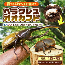 楽天市場】ヘラクレス幼虫セットの通販