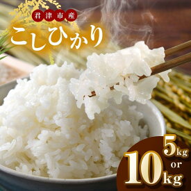 【ふるさと納税】 新米 【 選べる容量 】令和7年産 君津産 こしひかり 精米 5kg or 10kg | コシヒカリ 米 コメ こめ お米 千葉県産 千葉県 君津市 きみつ JAさだもと