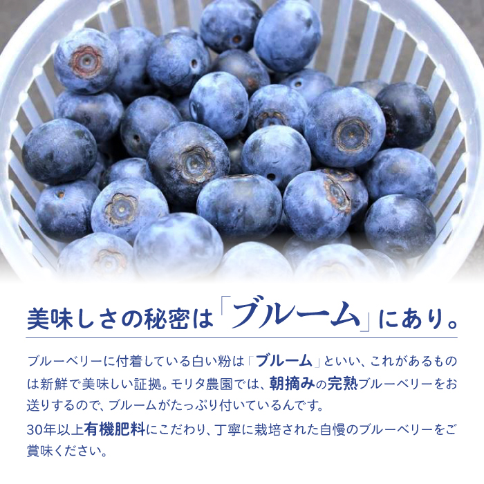 上質朝摘み ブルーベリー 1.2kg 100g×12パック 発送期間が選べる 生・冷蔵 または フルーツ・果物 | 8secondssaloon.net