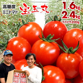 【ふるさと納税】ミニトマト トマト 高糖度 1.6kg 8パック 2.4kg 12パック 1パック200g おすすめ とれたて 新鮮 朝どり 朝どれ 朝採り 宝玉丸 期間限定 毎月 数量限定 常温便 冷蔵便 産地直送 農家直送 生産者直送 国産 野菜 サラダ 農作物 有機肥料