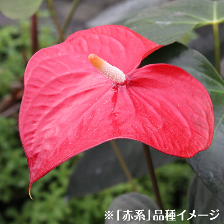 楽天市場 ふるさと納税 アンスリューム L Sサイズ 色合い おまかせmix 花 はな 切り花 切花 生花 葉 ギフト 贈り物 贈答用 プレゼント 誕生日 クリスマス 母の日 敬老の日 記念日 ハート型 植物 熱帯 大佐和花卉園 国産 富津産 千葉県富津市 送料無料 千葉県富津市